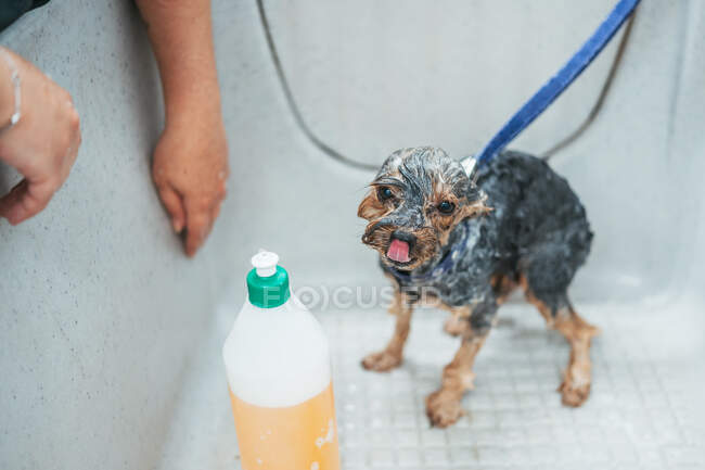 Pequeno Yorkshire Terrier com pêlo ensaboado molhado lambendo nariz de pé na banheira no salão de aliciamento — Fotografia de Stock