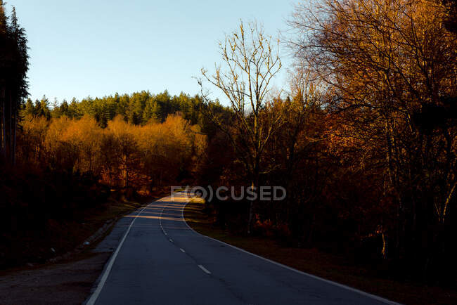 Осінні дерева, що ростуть по боках прямої асфальтової дороги проти безхмарного блакитного неба в сонячний день у сільській місцевості — стокове фото