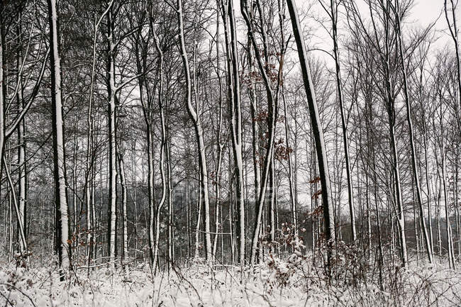 Листовые матовые деревья, покрытые белым чистым снегом в зимних лесах Норвегии — стоковое фото