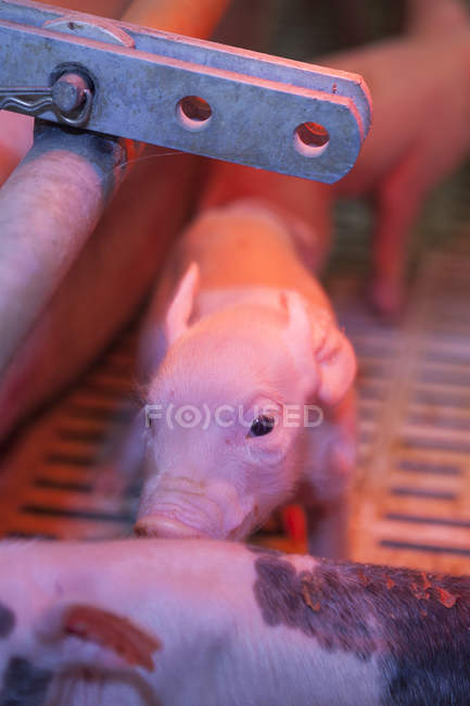 Здорова свиня відпочиває у свині — стокове фото