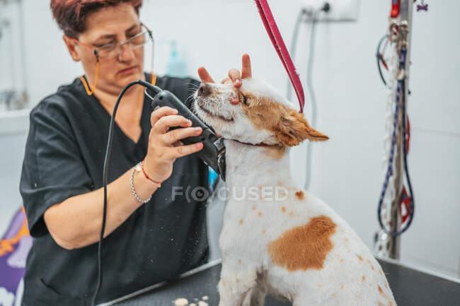 Mulher aparando cão de peles com barbeador elétrico na mesa no salão de arrumação — Fotografia de Stock