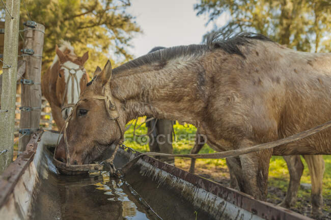 Vista laterale dei cavalli marroni che bevono acqua mentre tiravano il collo sul cortile durante la giornata luminosa — Foto stock