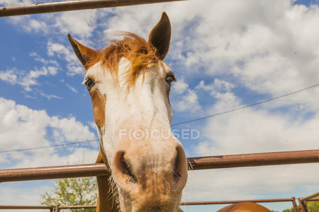 Cavallo marrone in piedi dietro recinzione paddock — Foto stock