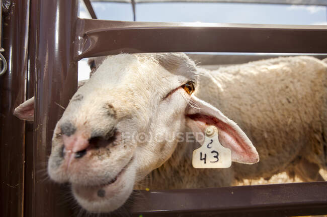 Curious sheep standing in corral on farm — Stock Photo