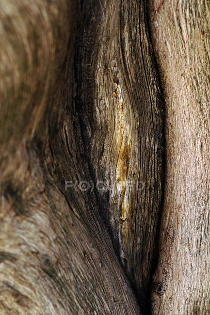 Nahaufnahme eines natürlichen abstrakten Hintergrundes aus brauner alter trockener Baumrinde mit natürlichen vertikalen Linien — Stockfoto