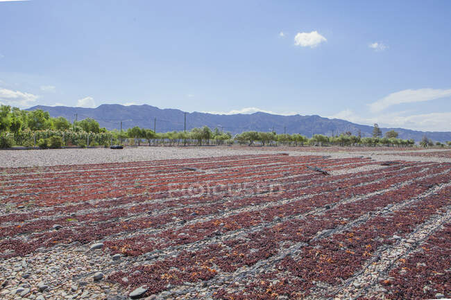 Campo agrícola sem fim com colheita pronta para cultivo sob céu sereno e nublado — Fotografia de Stock
