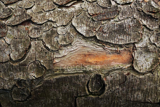 Cierre de la antigua madera de cangrejo con corteza agrietada en el bosque del sur de Polonia durante el día. - foto de stock