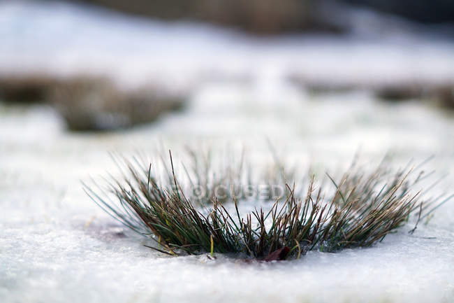 Círculo de hierba verde espinosa congelada creciendo en la corteza de nieve en invierno - foto de stock