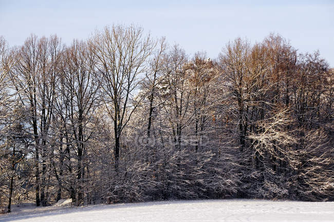 Distant woods with frosted evergreen and leafless trees beside snowfield on winter daytime — Stock Photo