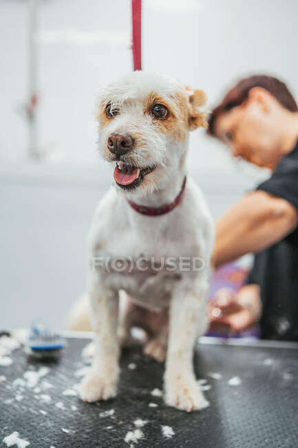 Woman trimming fur dog with electric shaver on table in grooming salon — Stock Photo