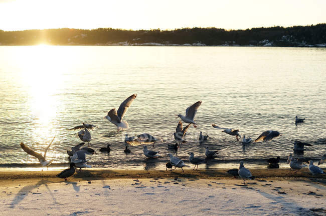 Flock of birds flying and walking along sandy beach covered with snow beside water during sunset in Norway — Stock Photo