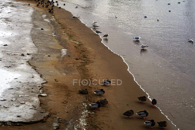 Птахи на мокрій піщаному березі в сонячний день на пляжі — стокове фото
