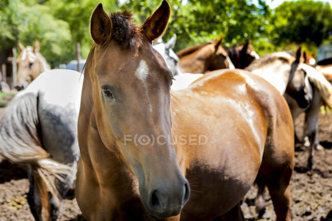 Cavallo castagno guardando la macchina fotografica in piedi nel paddock con i cavalli in magazzino — Foto stock