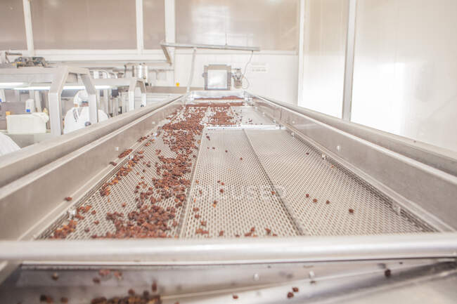 Automatische Traubensortierung auf Förderband in der Werkstatt des Weinguts — Stockfoto