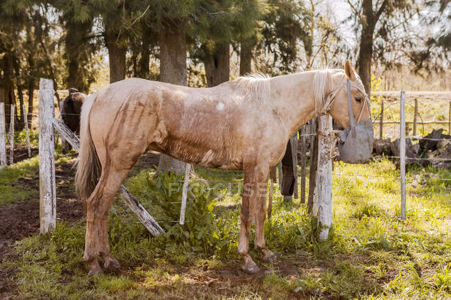 Seitenansicht der braunen Pferde auf dem Scheunenhof bei hellem Tag — Stockfoto