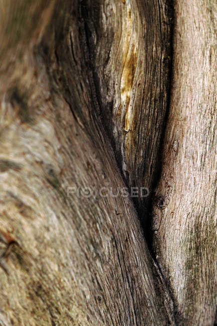 Closeup of natural abstract background of brown old dry tree bark with natural vertical lines — Photo de stock