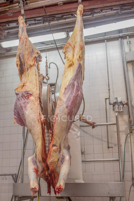 From below mature healthy cow carcass being cut apart by a butcher with saw while hanging in slaughterhouse workshop — Stock Photo