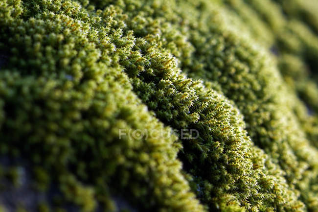Primer plano de coloridas plantas de musgo verde que crecen en las rocas en detalle - foto de stock