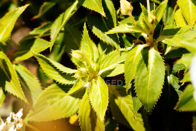 Da sopra verde lussureggiante succoso con foglie spigolose su cespuglio in giorno di sole — Foto stock