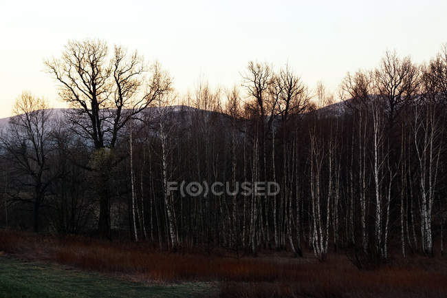 Une forêt d'hiver avec des bouleaux nus flétrit l'herbe et le soleil se levant derrière des montagnes enneigées dans le sud de la Pologne — Photo de stock
