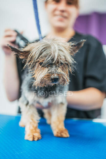 Весела собака-тер'єр стоїть на столі для дорослих, а працівник обрізає хутро електричною бритвою в салоні — стокове фото