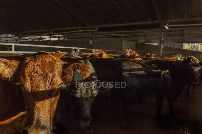 Vista lateral de vacas maduras y saludables que brillan de pie en establo y esperando a la luz del sol - foto de stock