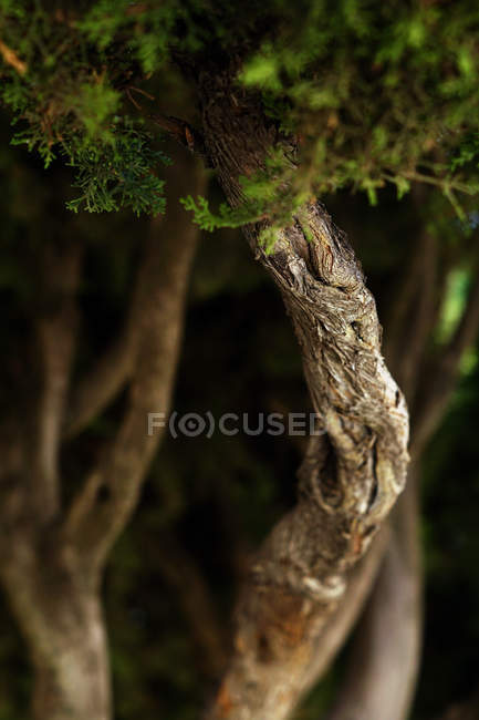 Nahaufnahme eines natürlichen abstrakten Hintergrundes aus brauner alter trockener Baumrinde mit natürlichen vertikalen Linien — Stockfoto