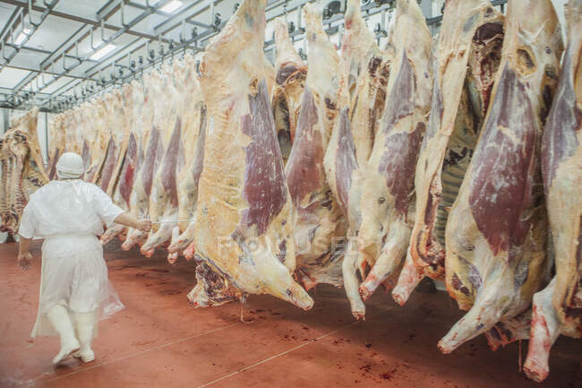Back view of specialist in white uniform walking along mature fresh suspended carcass while counting in slaughterhouse — Stock Photo