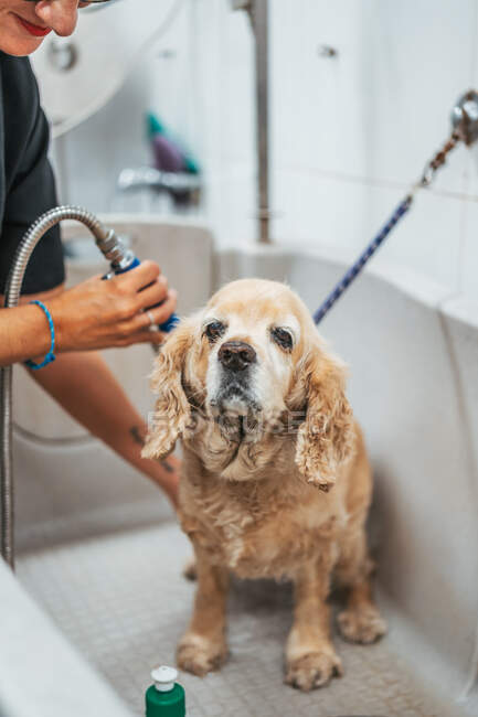 Erwachsene Frau wäscht Spaniel-Hund in Badewanne, während sie in professionellem Pflegesalon arbeitet — Stockfoto