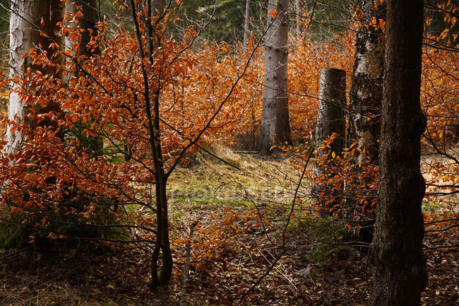 Vista pintoresca de los bosques con hierba de árboles y hojas amarillas en el soleado día de otoño en el sur de Polonia. - foto de stock