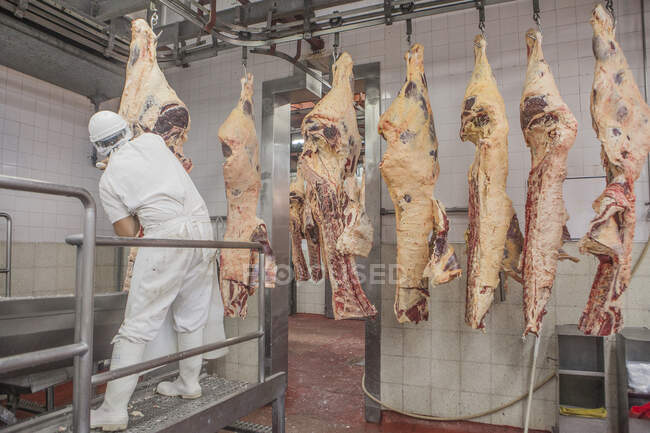Vista trasera del trabajador bien equipado en uniforme blanco y casco cortando carne con cuchillo en sala industrial ligera del matadero - foto de stock