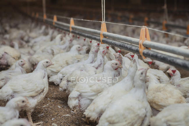 Pollame presso l'allevamento di polli — Foto stock