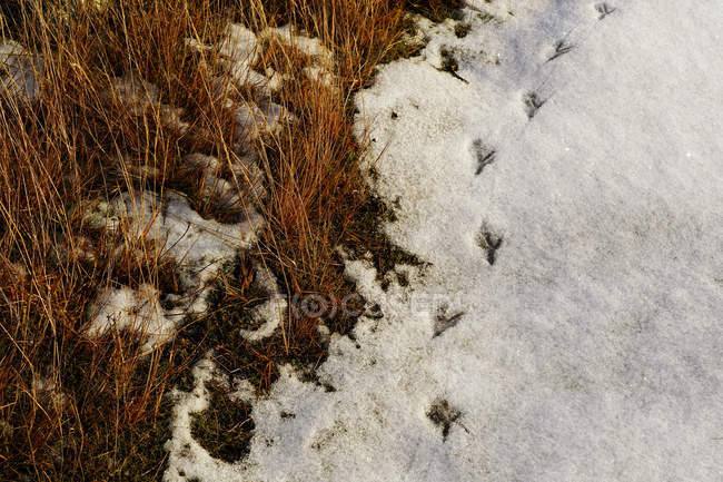 Line of bird imprints on shallow snow on frosted rocky valley with dried glass in Norway — Stock Photo