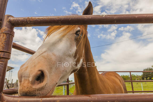 Basso angolo di cavallo curioso in piedi dietro recinto pascolo in terreni agricoli — Foto stock