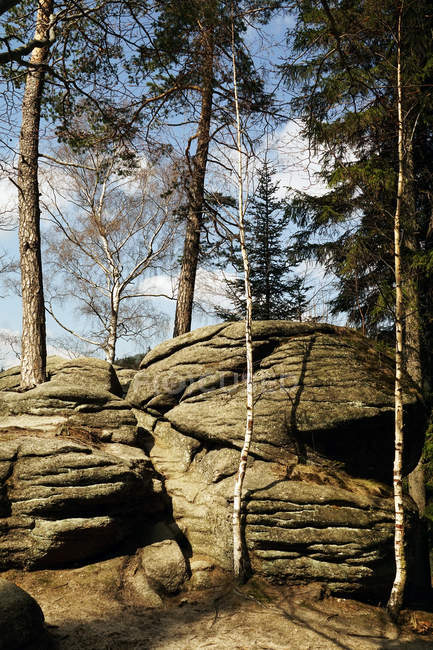 Alte Steinkonstruktionen um Kiefern im Wald vor blauem Himmel in Südpolen — Stockfoto