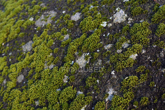 Primer plano de coloridas plantas de musgo verde que crecen en las rocas en detalle - foto de stock