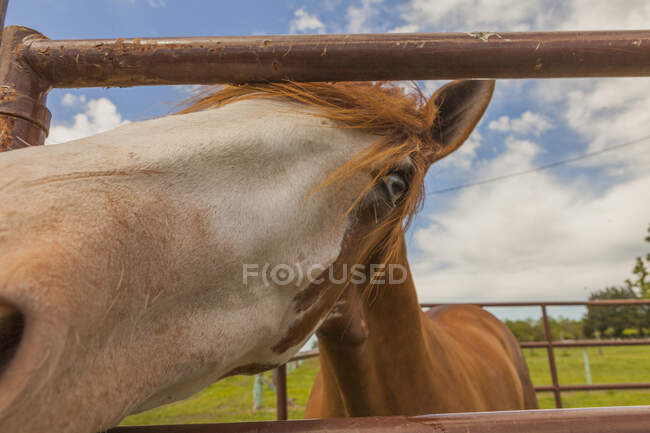 Braunes Pferd steht hinter Koppelzaun — Stockfoto