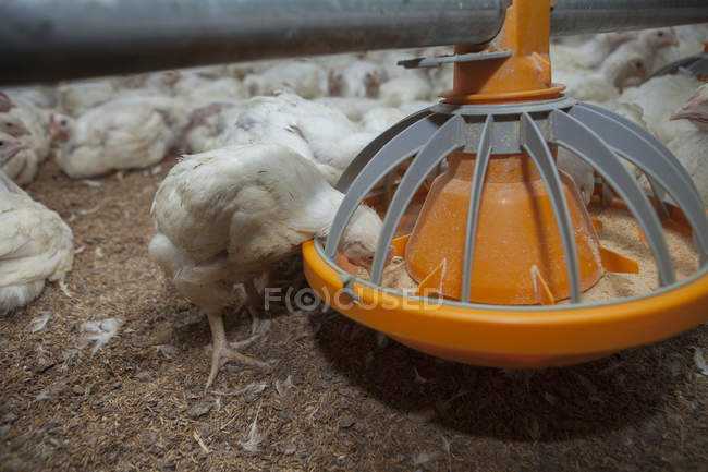 Galinhas com fome alimentando-se de alimentador de aves na fazenda — Fotografia de Stock