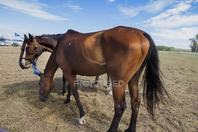 Cavalli in piedi in campo paddock — Foto stock