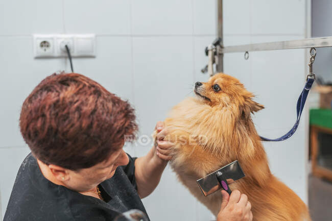 Вид сбоку сфокусированного женского грумера в очках, сушащего мех очаровательной спаниель-собаки во время работы в салоне — стоковое фото