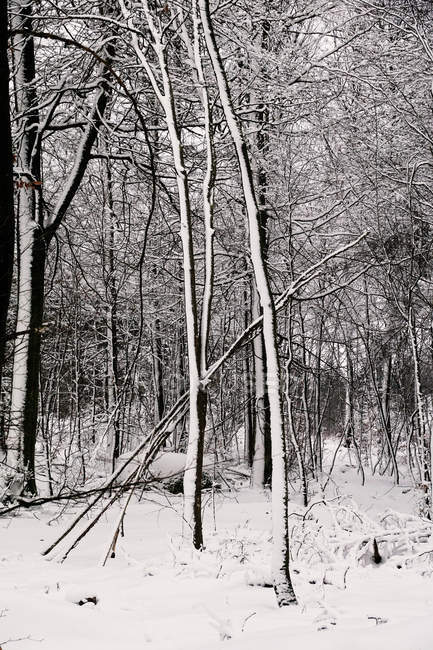 Arbres givrés sans feuilles recouverts de neige blanche pure dans les bois d'hiver de Norvège — Photo de stock