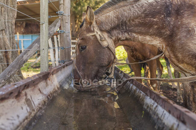 Side view of brown horses drinking water while pulling neck on barnyard in bright day — Stock Photo