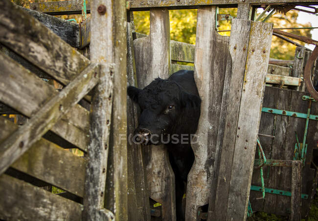 Чорний теля стоїть у вузькому дерев'яному коралі на заміській фермі в селі — стокове фото