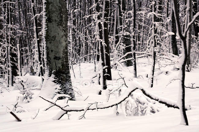 Árboles esmerilados sin hojas cubiertos de nieve blanca pura en los bosques de invierno de Noruega - foto de stock