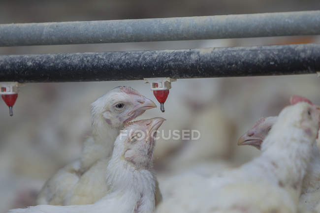 Pollame presso l'allevamento di polli — Foto stock
