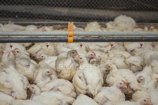 Aves na granja de frango — Fotografia de Stock