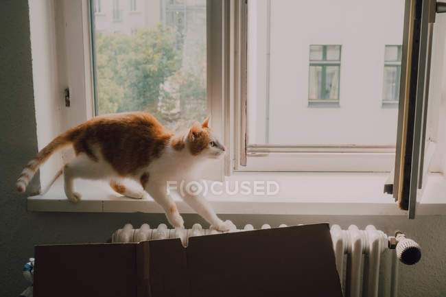 Chat roux marchant au rebord de la fenêtre et s'étirant à la maison — Photo de stock