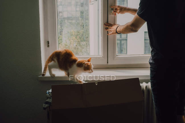 Ginger gato andando no peitoril da janela, enquanto homem casual fechando janela em casa — Fotografia de Stock