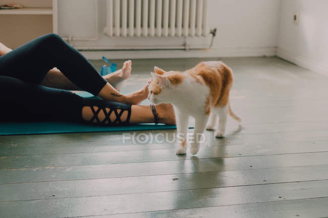 Gesunde Ingwer-Hauskatze schlendert neben liegendem Barfußpaar über den Zimmerboden — Stockfoto