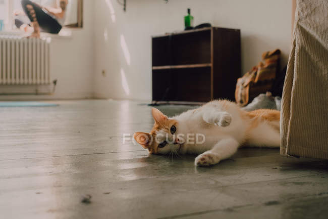 Gatto domestico zenzero sano rotolando sul pavimento della stanza, persona irriconoscibile sul davanzale della finestra — Foto stock